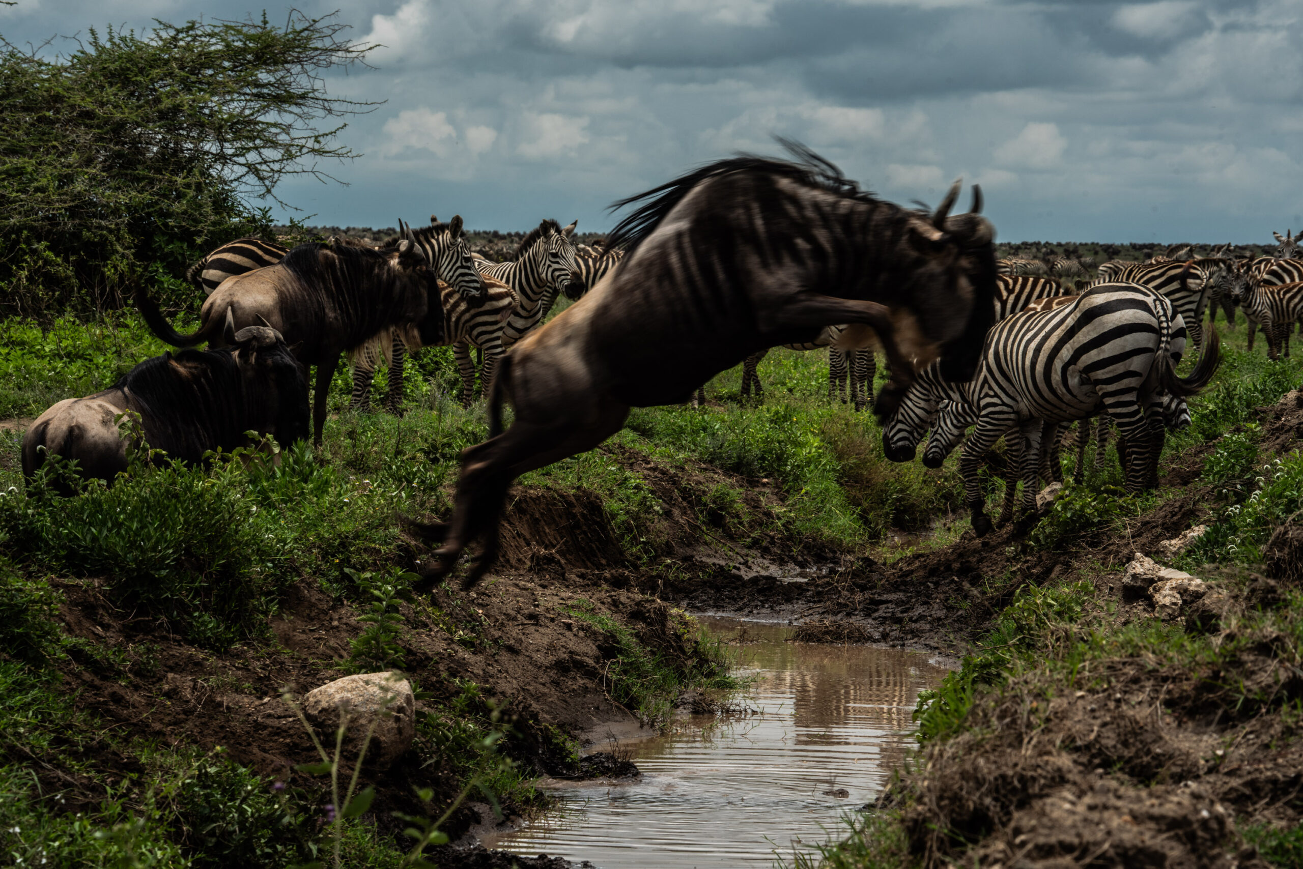 Wildebeest migration in the Serengeti