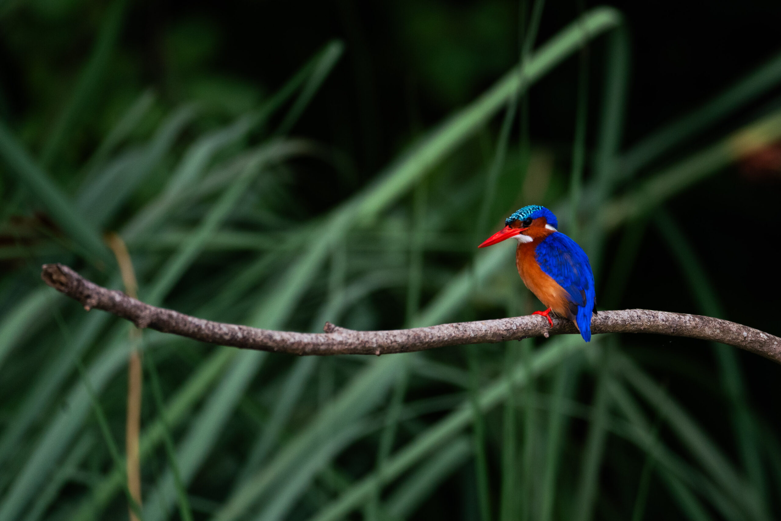 Wildebeest migration in the Serengeti